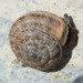 Wrinkled Snail - Photo (c) Erika Mitchell, some rights reserved (CC BY-NC), uploaded by Erika Mitchell