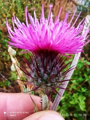 Carduus lusitanicus