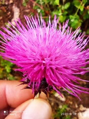 Carduus lusitanicus