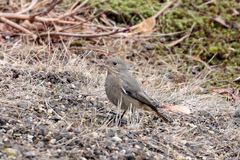 Phoenicurus ochruros