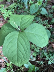 Chloranthus serratus