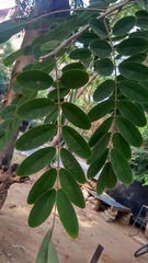 Senna siamea