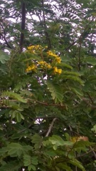 Senna siamea