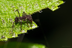 Acromyrmex lundii