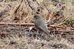 Phoenicurus ochruros