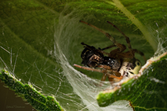 Araneus workmani