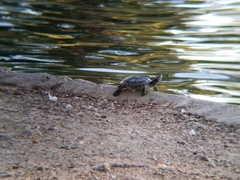 Trachemys scripta elegans