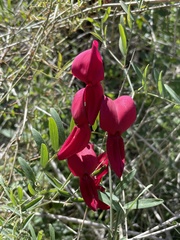 Lathyrus splendens