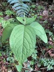 Chloranthus serratus