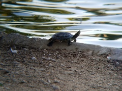 Trachemys scripta elegans