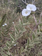 Distimake tomentosus