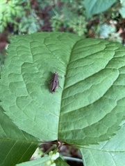 Formosatettix larvatus