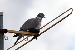 Columba palumbus