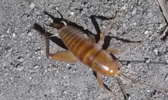 Ceuthophilus hesperus