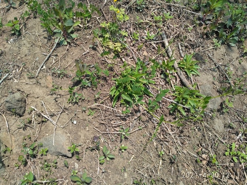 Vicia amurensis iNat (1)