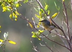 Neomixis striatigula