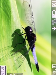 Orthetrum triangulare