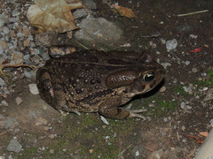 Sclerophrys garmani