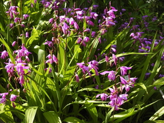 Bletilla