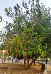 Cassia fistula