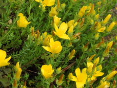 Hypericum olympicum