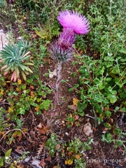Carduus lusitanicus