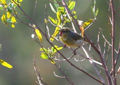 Neomixis striatigula