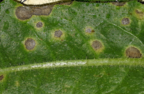 Ramularia helminthiae image