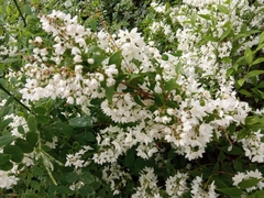 Deutzia gracilis