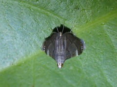 Cangetta hartoghialis