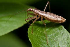 Nabis limbatus