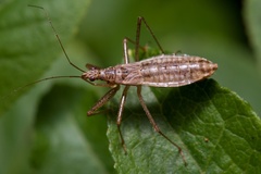 Nabis limbatus