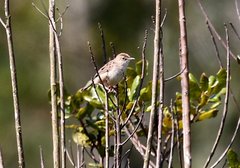 Cisticola cherina