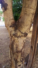 Cassia fistula