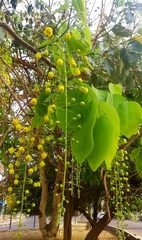 Cassia fistula
