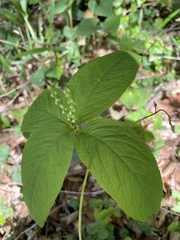 Chloranthus serratus