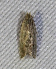 Helcystogramma chambersella