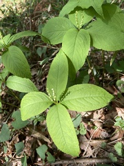 Chloranthus serratus