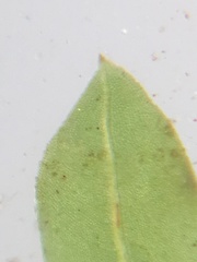 Fissidens osmundioides