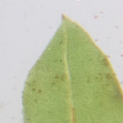 Fissidens osmundioides