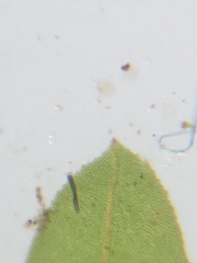Fissidens osmundioides