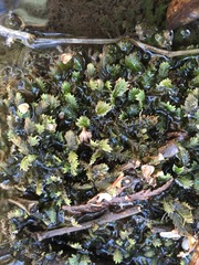 Fissidens osmundioides