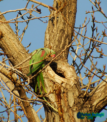 Psittacula eupatria