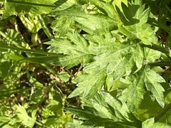 Artemisia princeps
