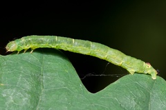 Lomographa bimaculata