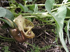 Aristolochia bottae