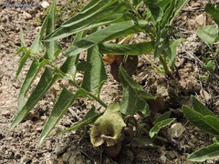 Aristolochia bottae