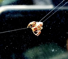 Araneae