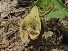 Aristolochia bottae