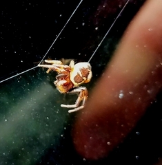 Araneae